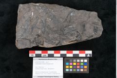 Foto (Objekt + Etikett) von Camptopteris haastii Ettingshausen (NHMW-GEO-2024-0188-10296)